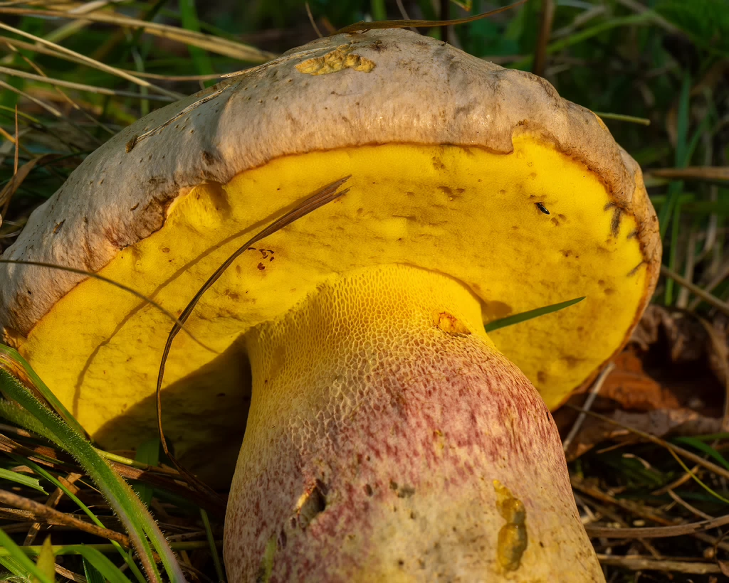 butyriboletus-fechtneri_1-8