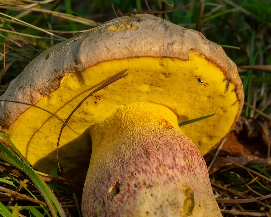 butyriboletus-fechtneri_1-9