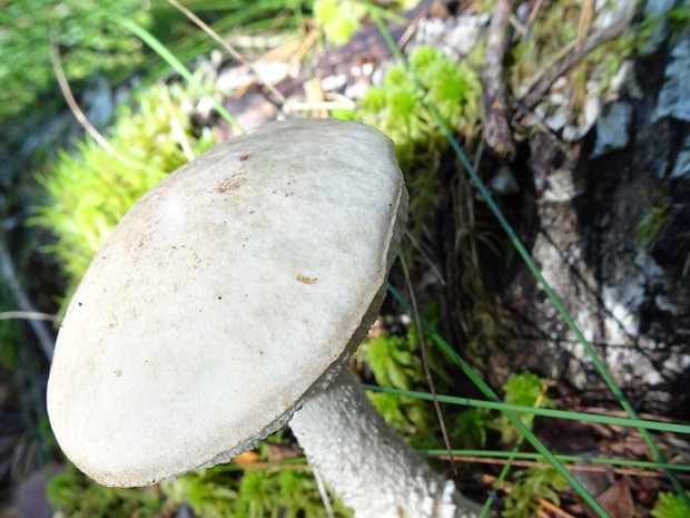 Подберёзовик болотный - Leccinum holopus