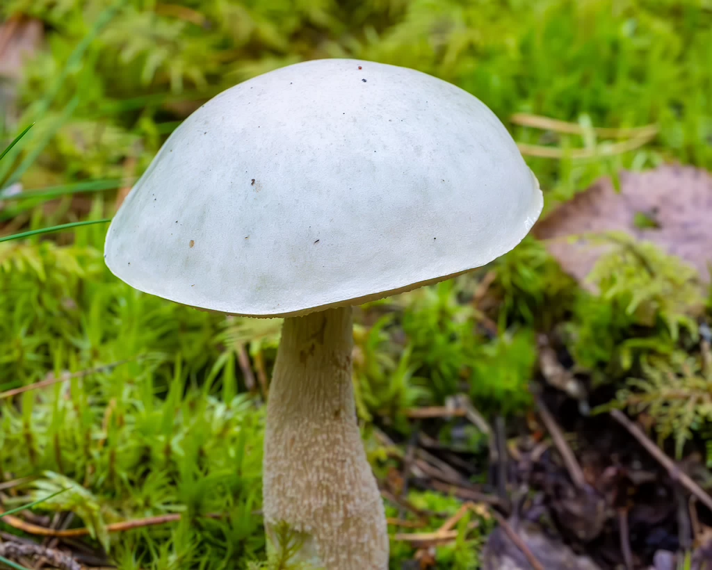 leccinum-holopus_2023-09-14_1-1