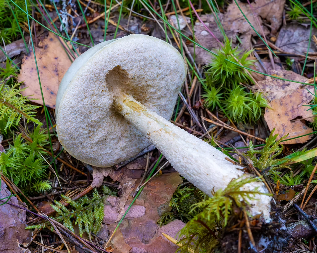 leccinum-holopus_2023-09-14_1-10