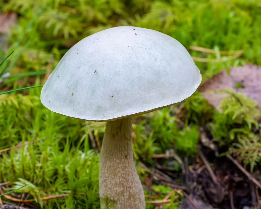 leccinum-holopus_2023-09-14_1-2