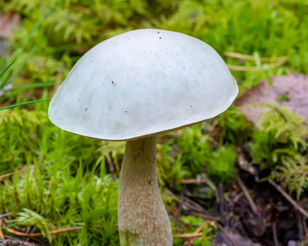 leccinum-holopus_2023-09-14_1-3