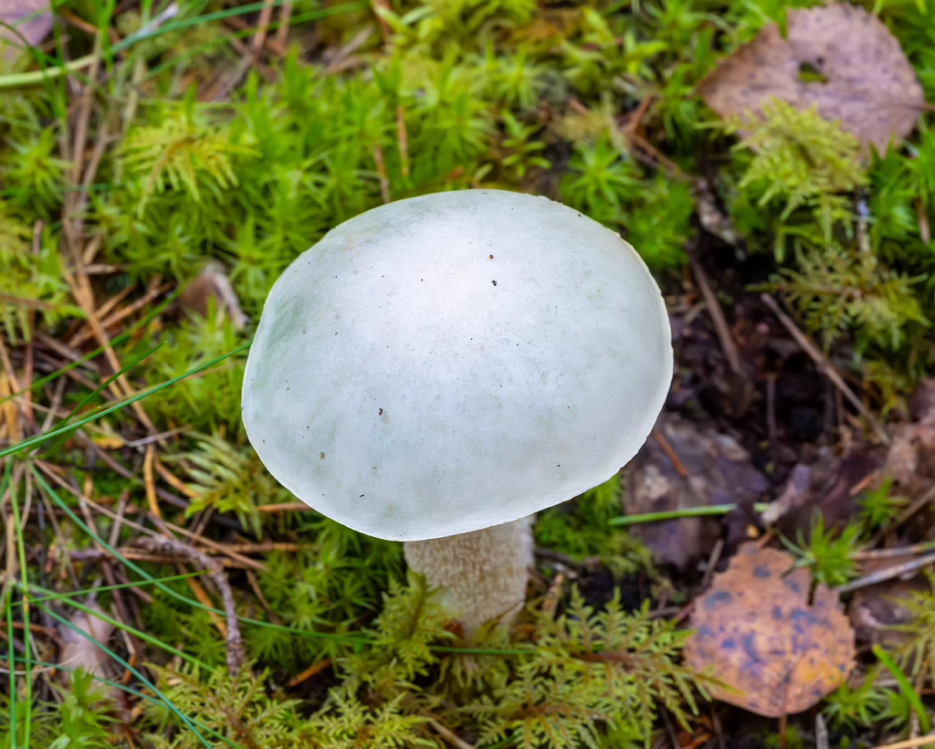 leccinum-holopus_2023-09-14_1-4