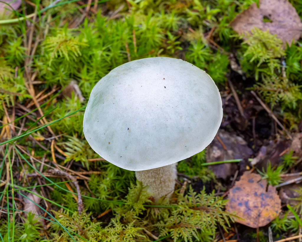 leccinum-holopus_2023-09-14_1-5