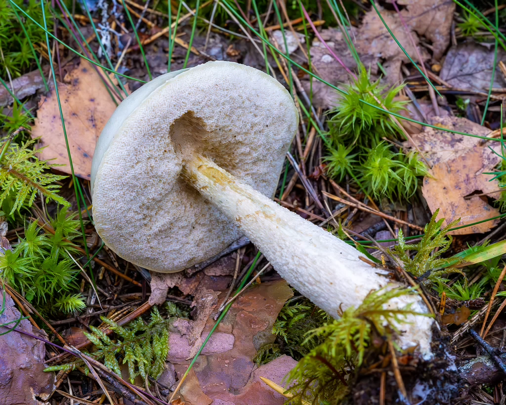 leccinum-holopus_2023-09-14_1-8