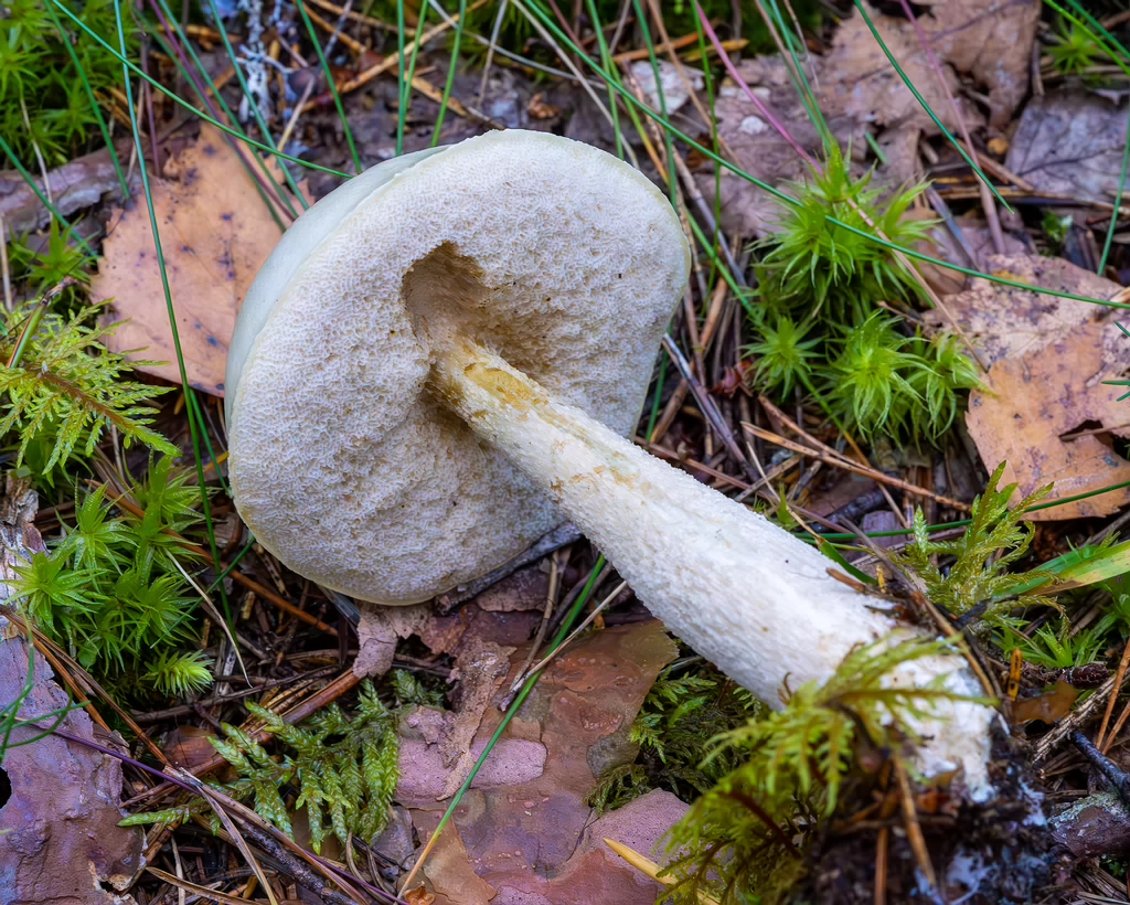 leccinum-holopus_2023-09-14_1-9