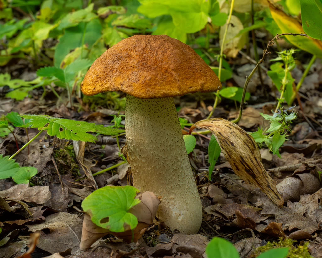 leccinum-albostipitatum_1-1