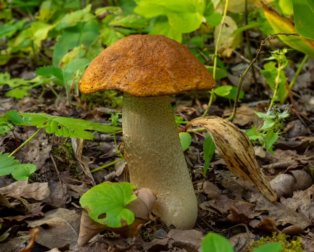 leccinum-albostipitatum_1-2