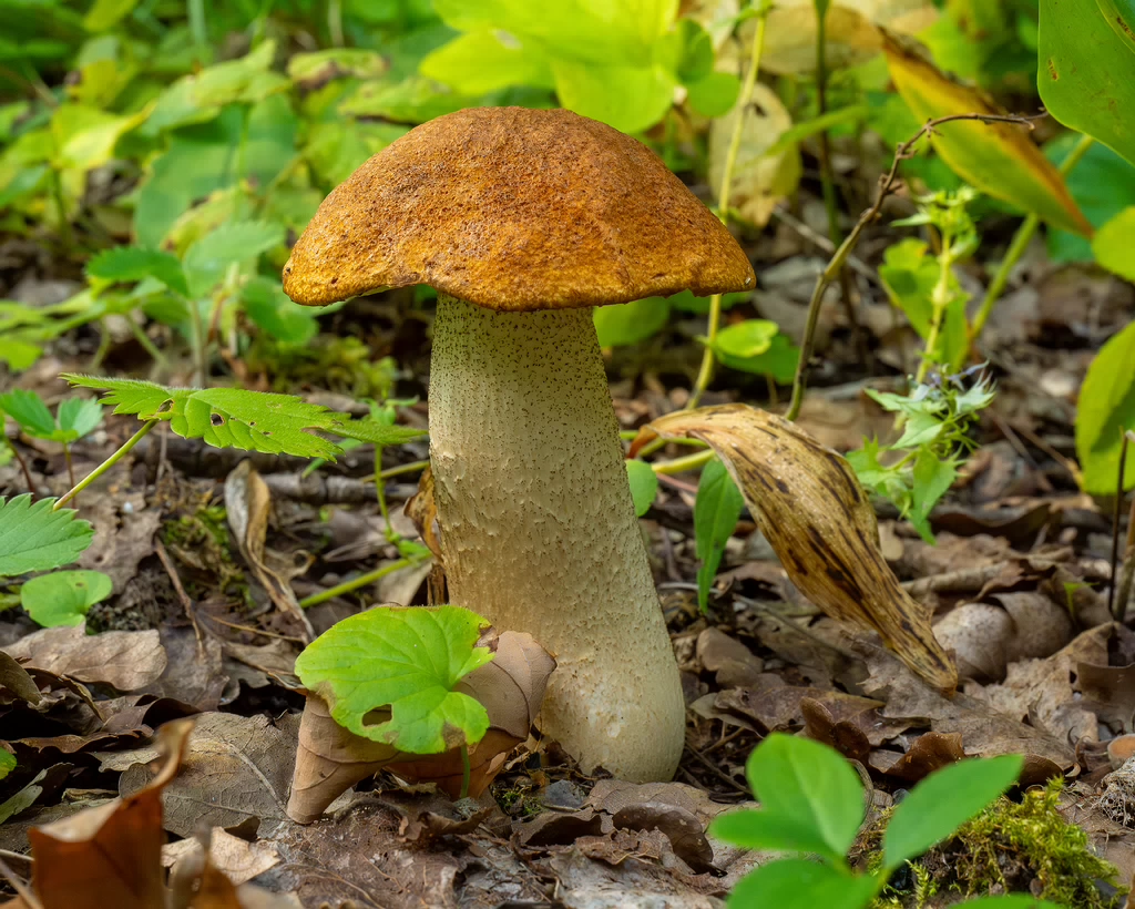 leccinum-albostipitatum_1-3