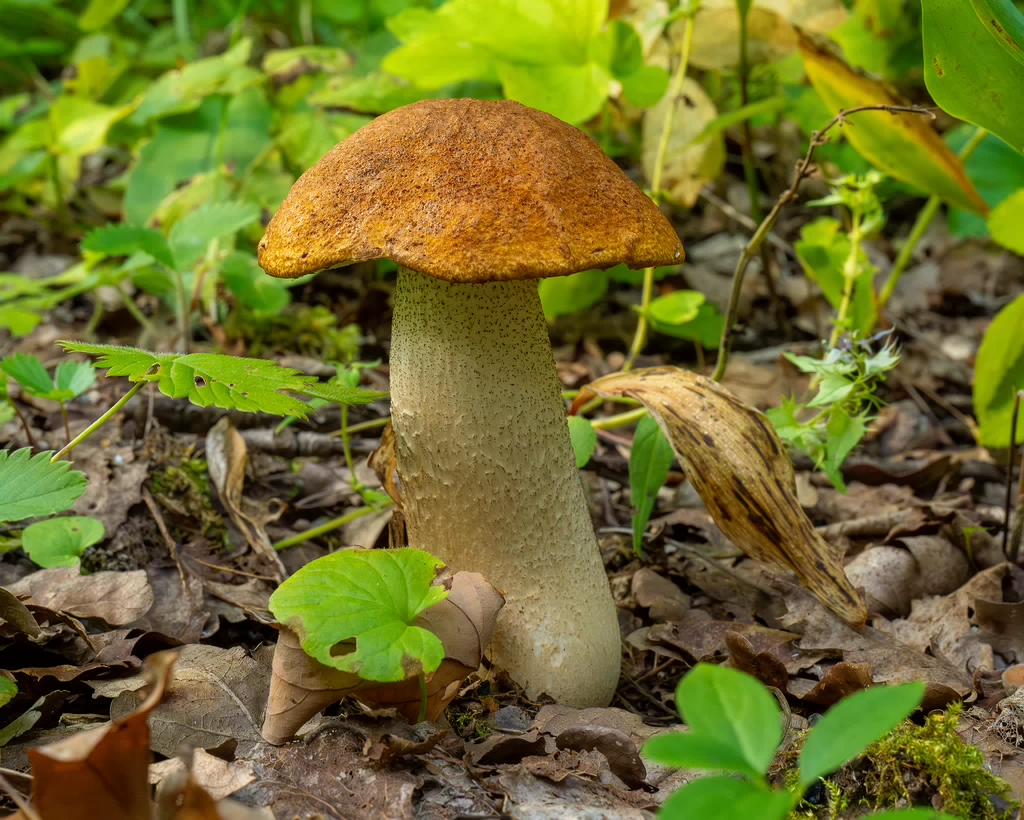 leccinum-albostipitatum_1-4