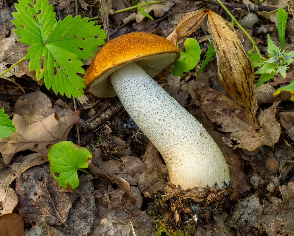 leccinum-albostipitatum_1-5