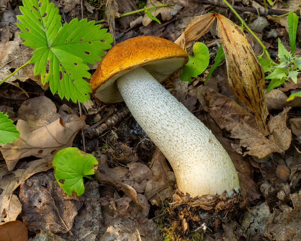 leccinum-albostipitatum_1-6