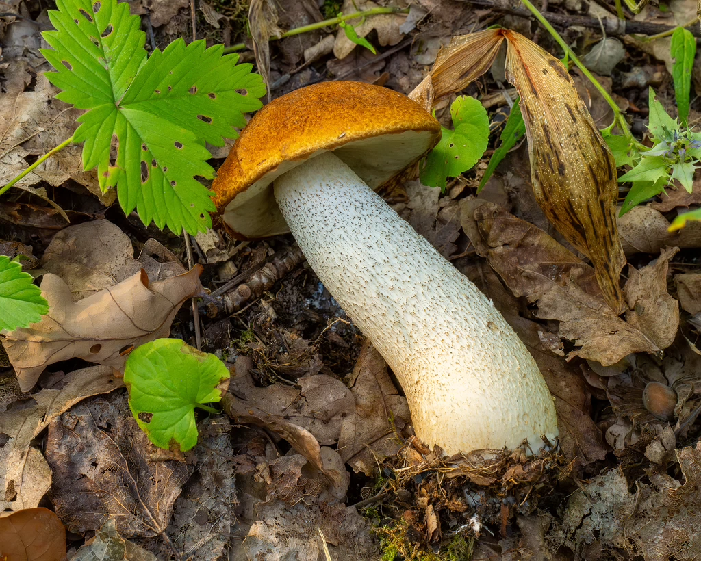 leccinum-albostipitatum_1-7