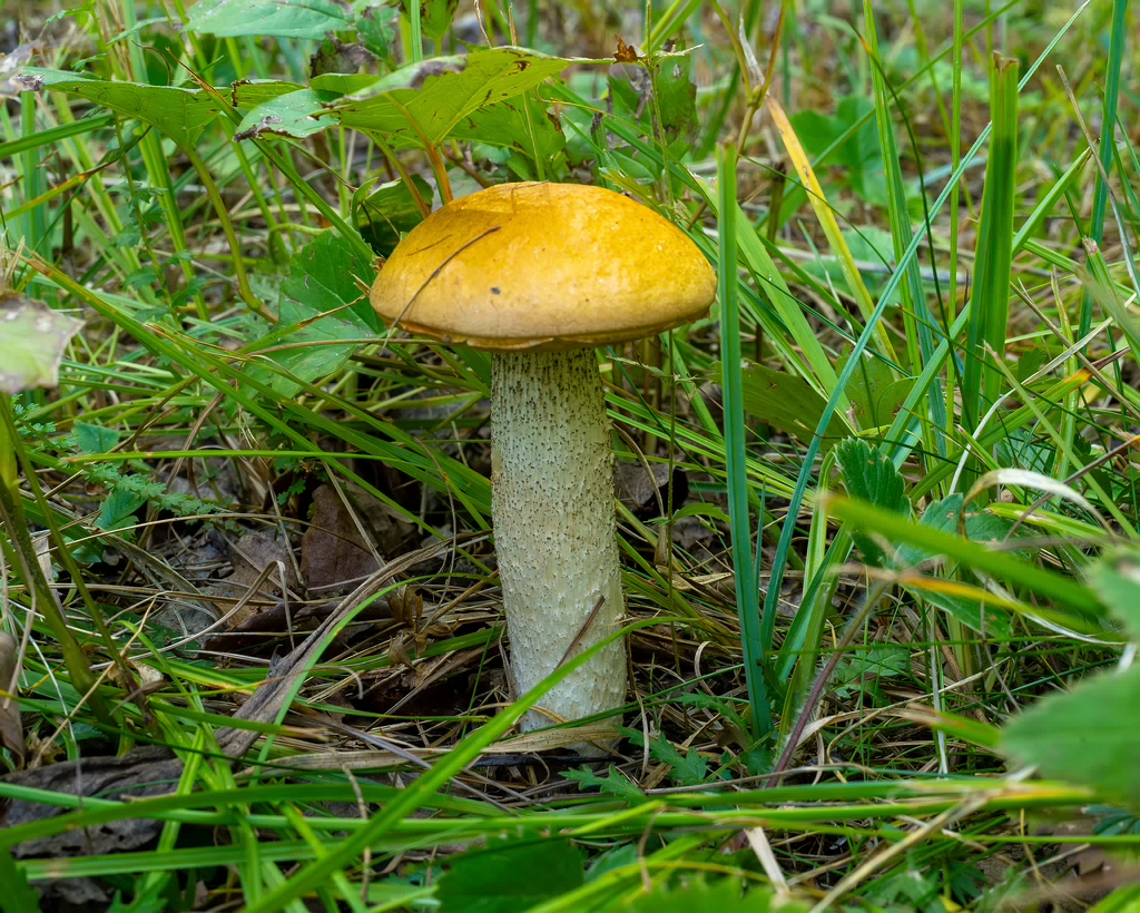 leccinum-albostipitatum_2-1