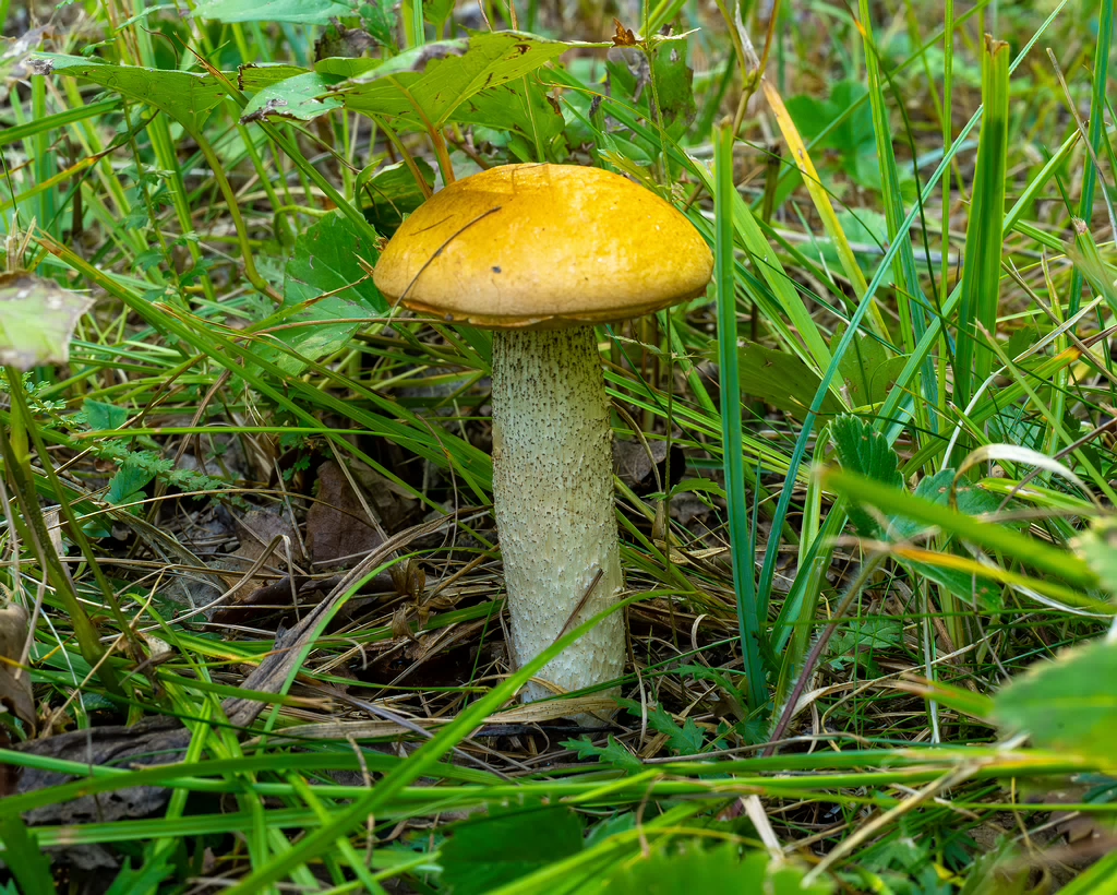 leccinum-albostipitatum_2-2