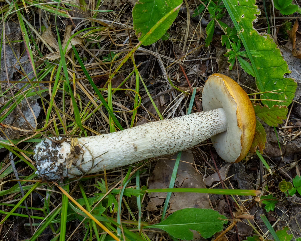 leccinum-albostipitatum_2-7