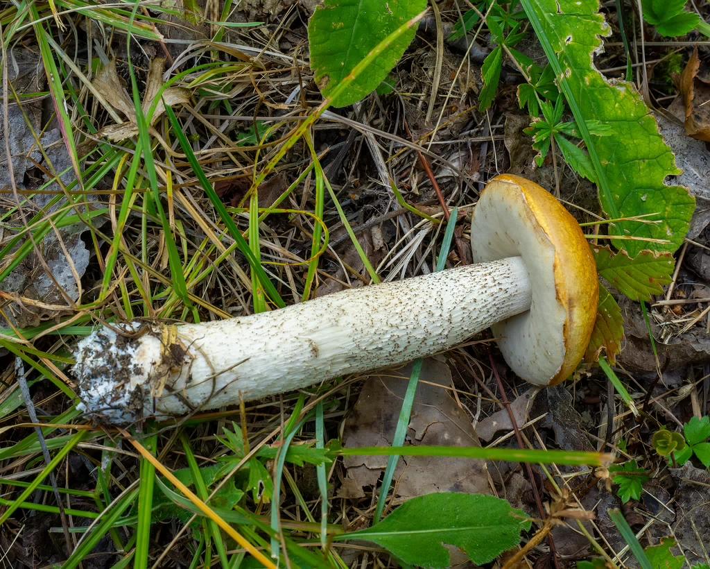 leccinum-albostipitatum_2-8