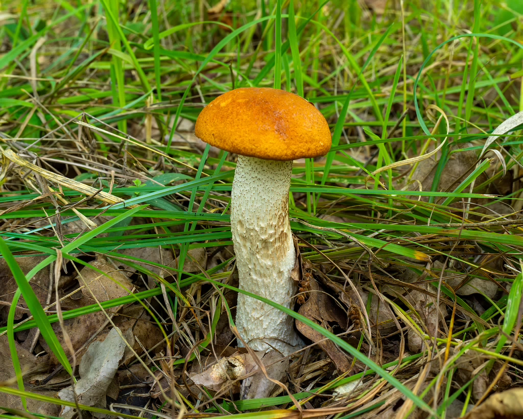 leccinum-albostipitatum_3-1