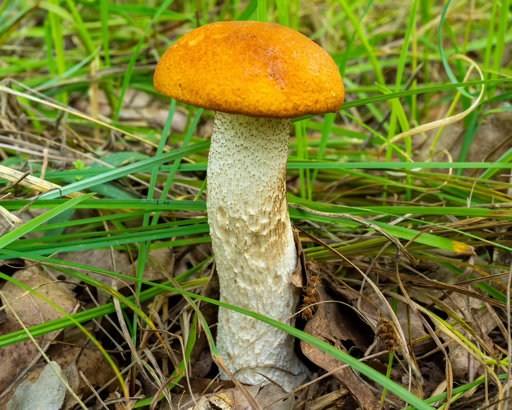 leccinum-albostipitatum_3-2