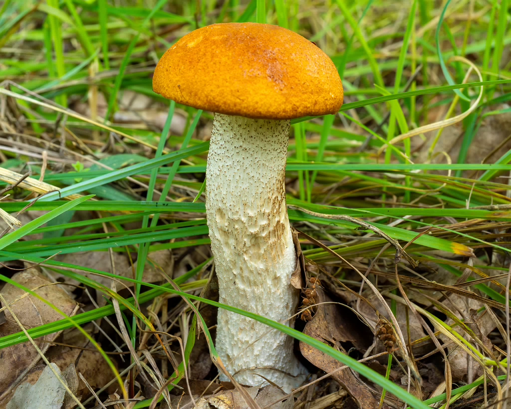 leccinum-albostipitatum_3-3