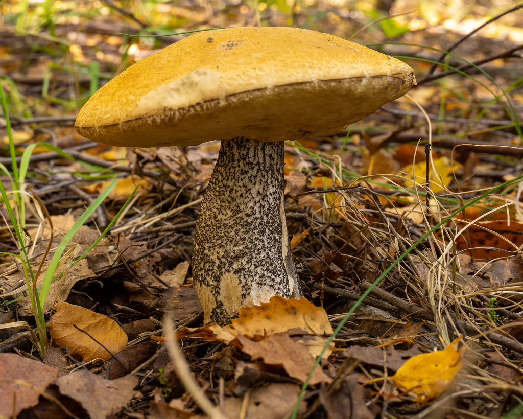 !leccinum-versipelle_1-2