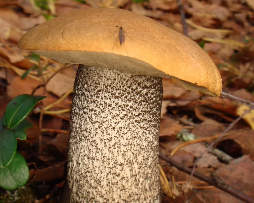 fungi-0004559