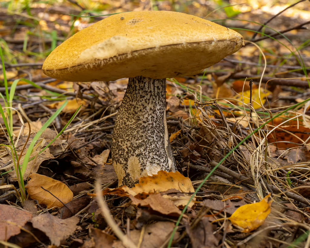 leccinum-versipelle_1-1