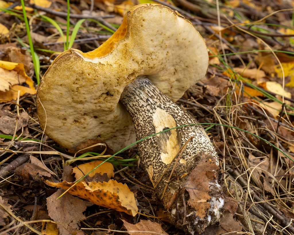 leccinum-versipelle_1-10