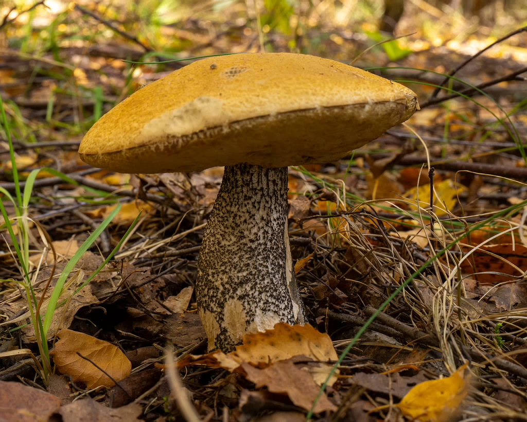 leccinum-versipelle_1-3