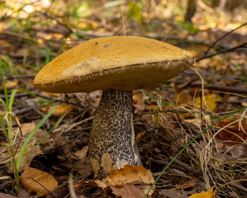 leccinum-versipelle_1-4