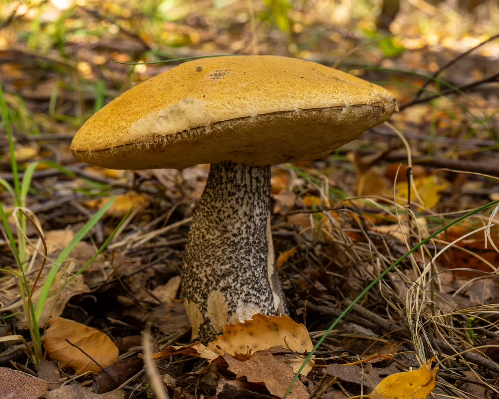 leccinum-versipelle_1-5