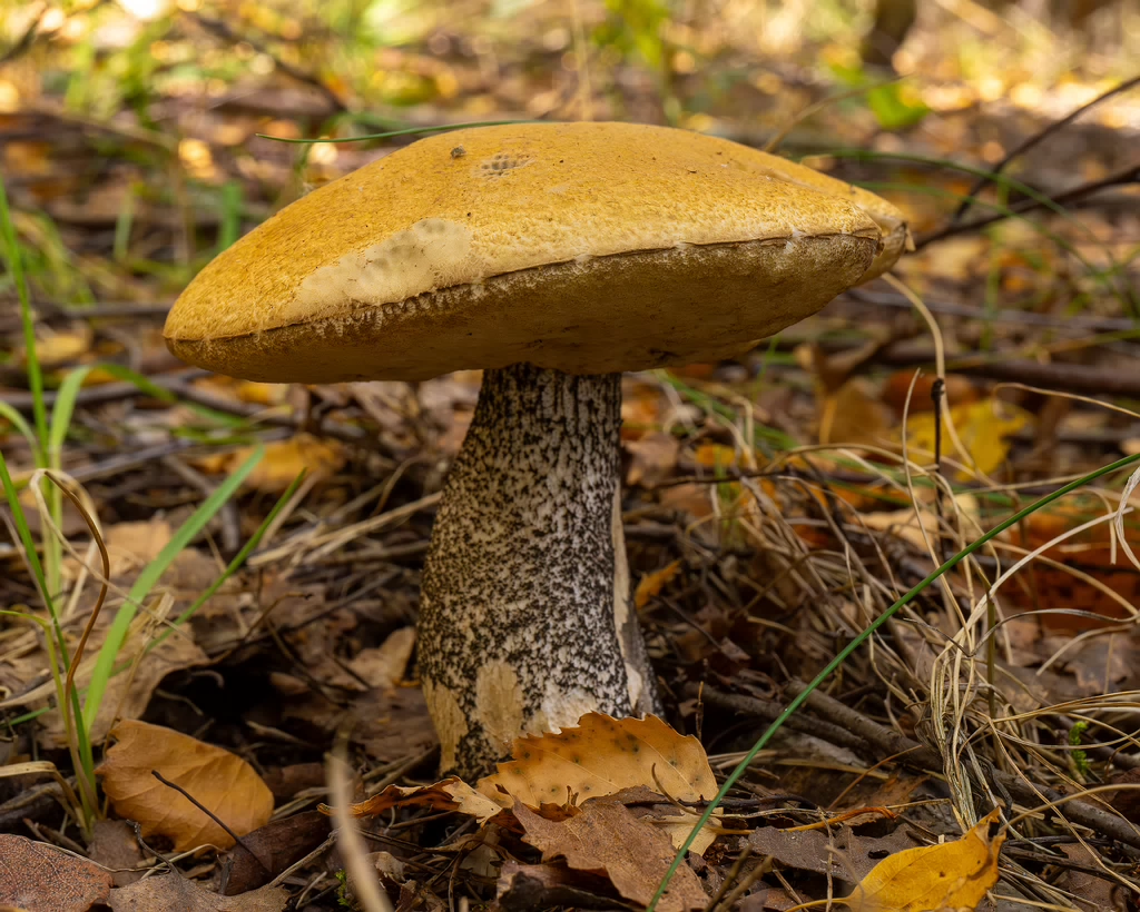 leccinum-versipelle_1-6