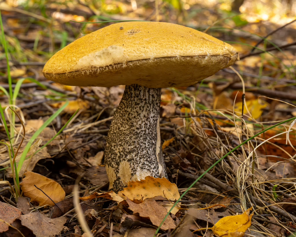 leccinum-versipelle_1-7