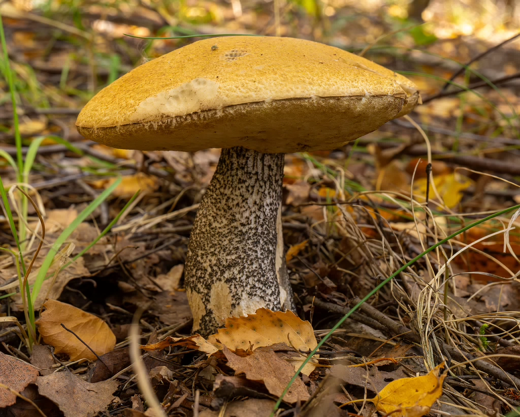 leccinum-versipelle_1-8