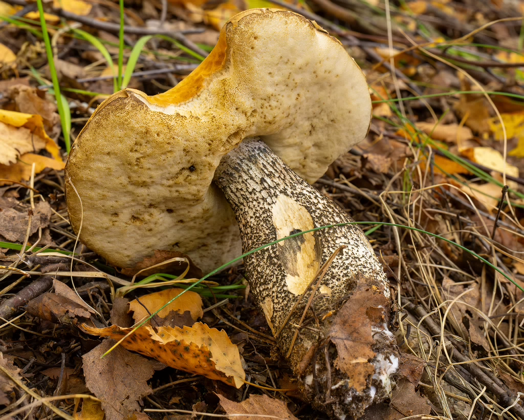 leccinum-versipelle_1-9