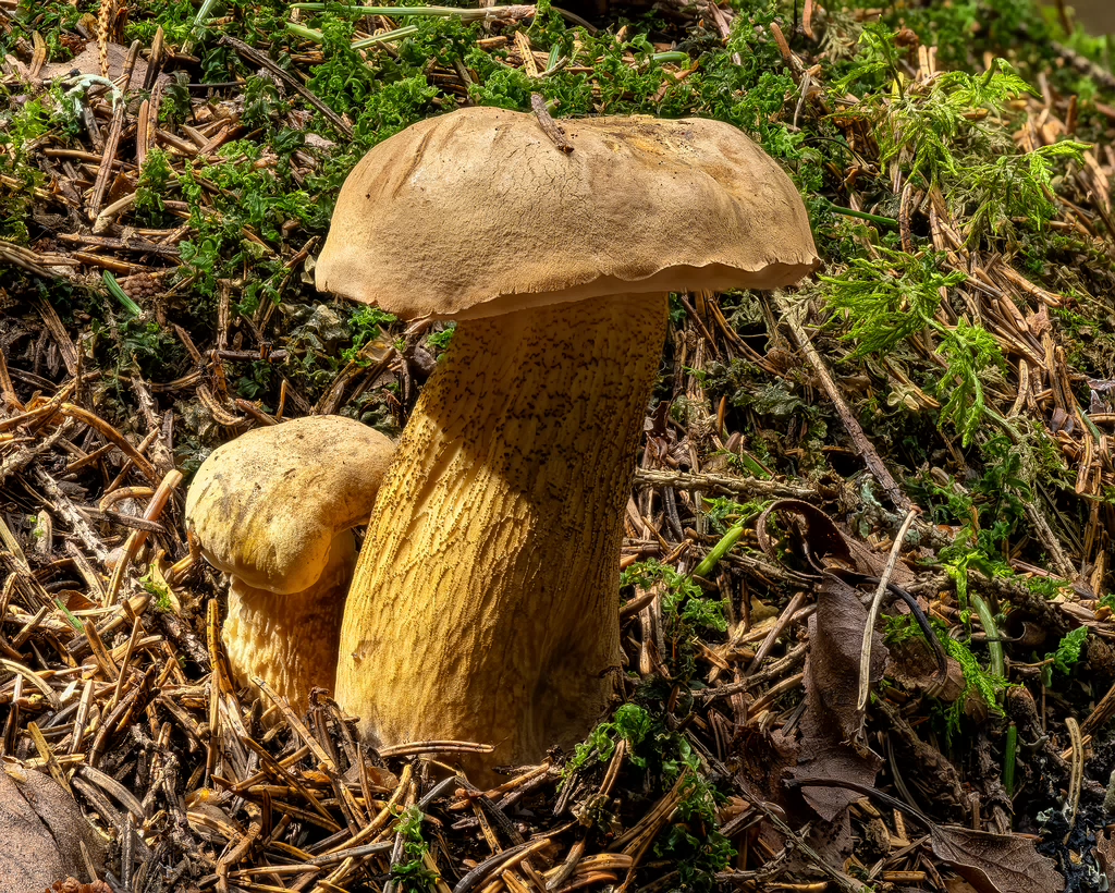 !tylopilus-felleus-1