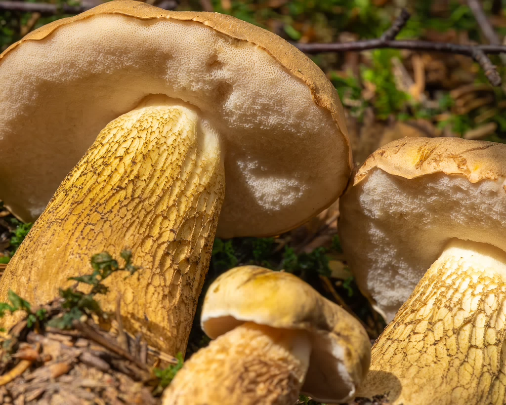 tylopilus-felleus-2