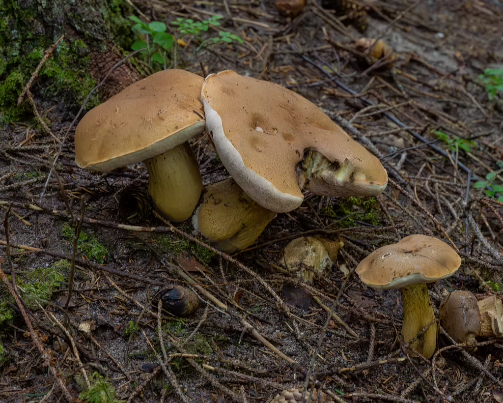 tylopilus-felleus_1-1