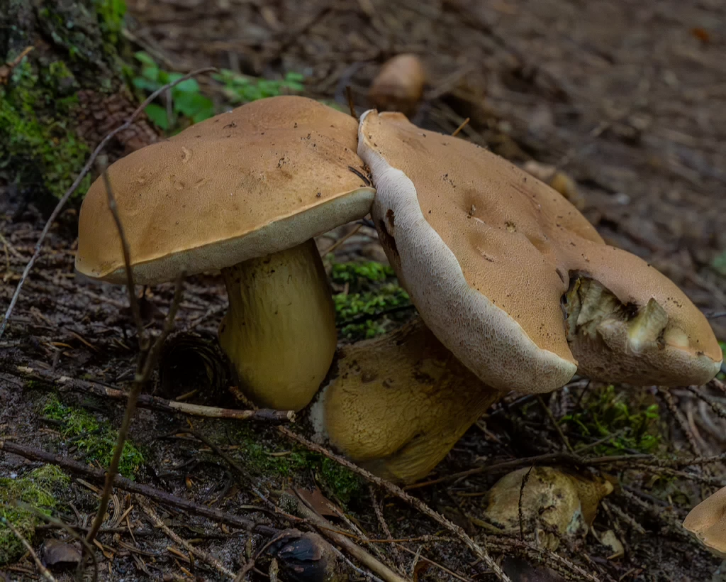 tylopilus-felleus_1-5