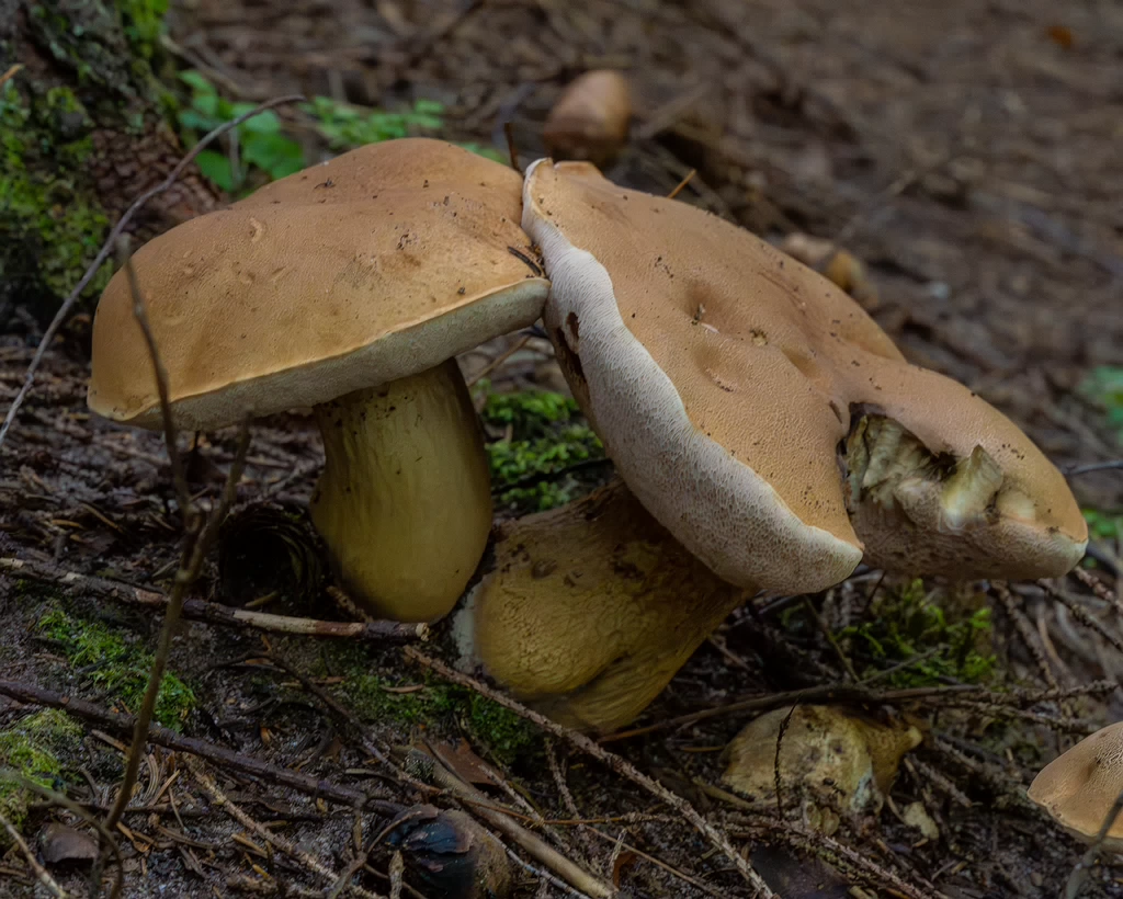 tylopilus-felleus_1-6