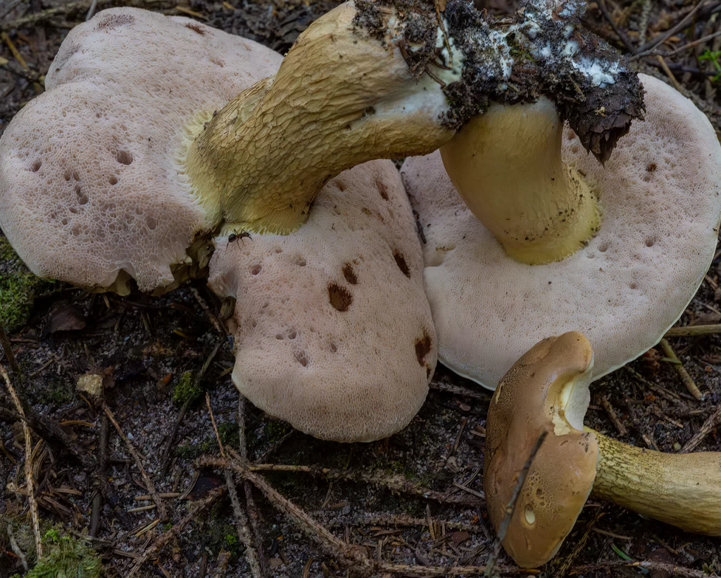 tylopilus-felleus_1-7