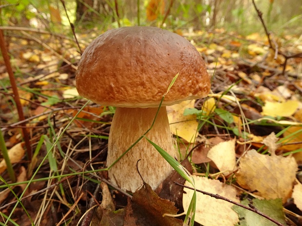 Боровик съедобный - Boletus edulis