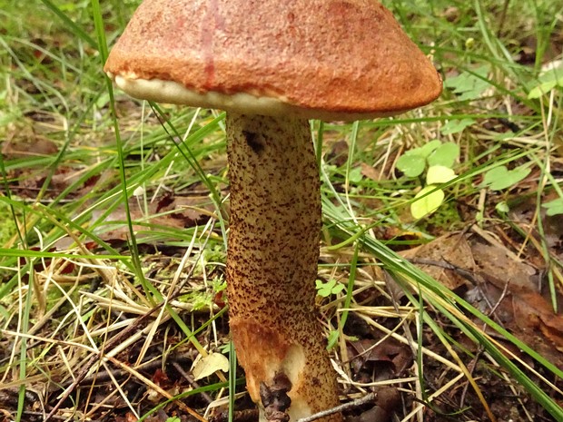 Красноголовик сосновый - Leccinum vulpinum