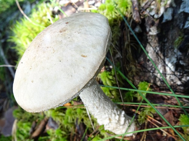 Подберёзовик болотный - Leccinum holopus