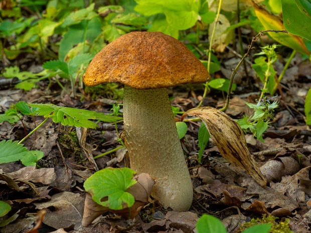 Подосиновик белоножковый - Leccinum albostipitatum