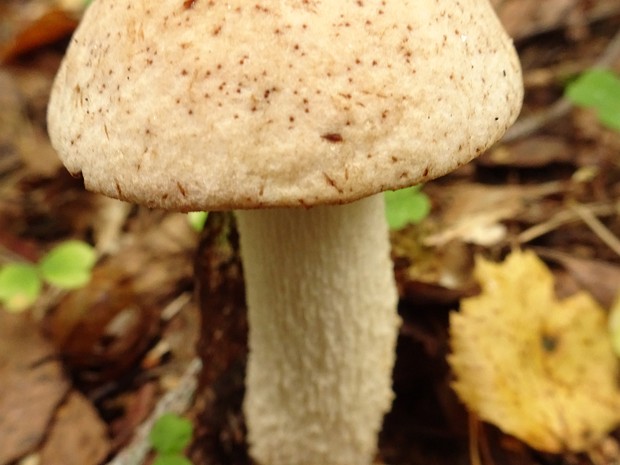 Подосиновик белый - Leccinum percandidum