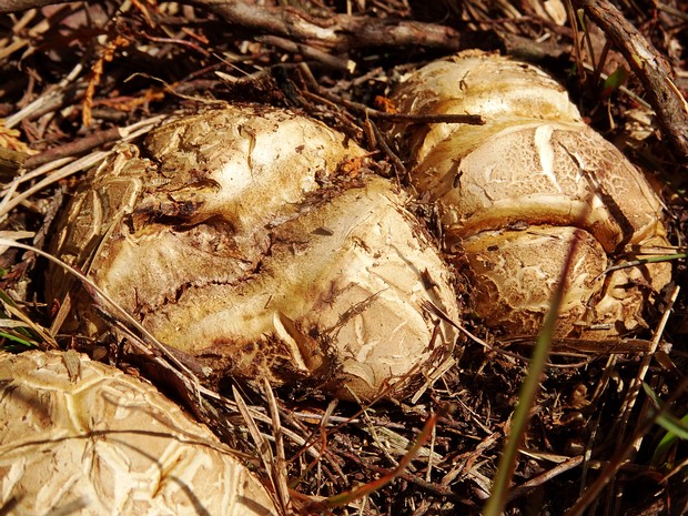 Ризопогон обыкновенный - Rhizopogon vulgaris