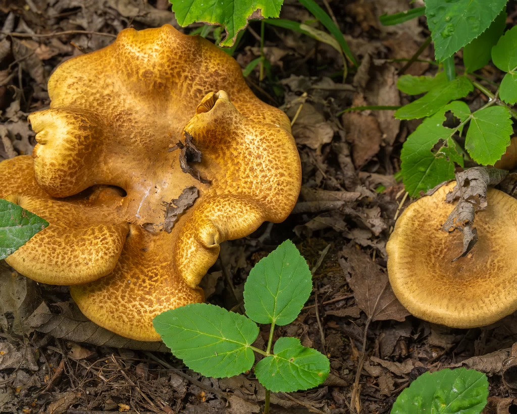 paxillus-involutus-1