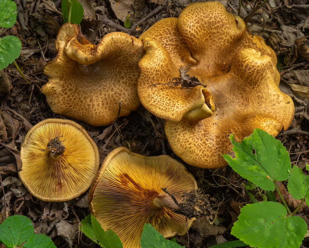 paxillus-involutus-15